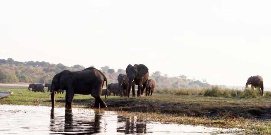 Namibia und das benachbarte Botsuana galten jahrzehntelang als eine Art Vorreiter beim Tierschutz. Doch die dramatischen Trockenperioden der vergangenen Jahre haben zwischen Bevölkerung und Wildtieren einen immer stärkeren Wettlauf um den kostbaren Lebensraum ausgelöst. Foto: Lisa Ossenbrink/dpa