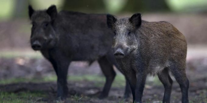 Berlin - Trotz geringerer Zahl von Jagden mehr Wildschweine erlegt