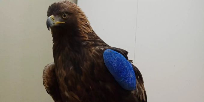 Der Flügel des Adlers wurde stabilisiert, damit die Knochenbrüche abheilen können. Adler