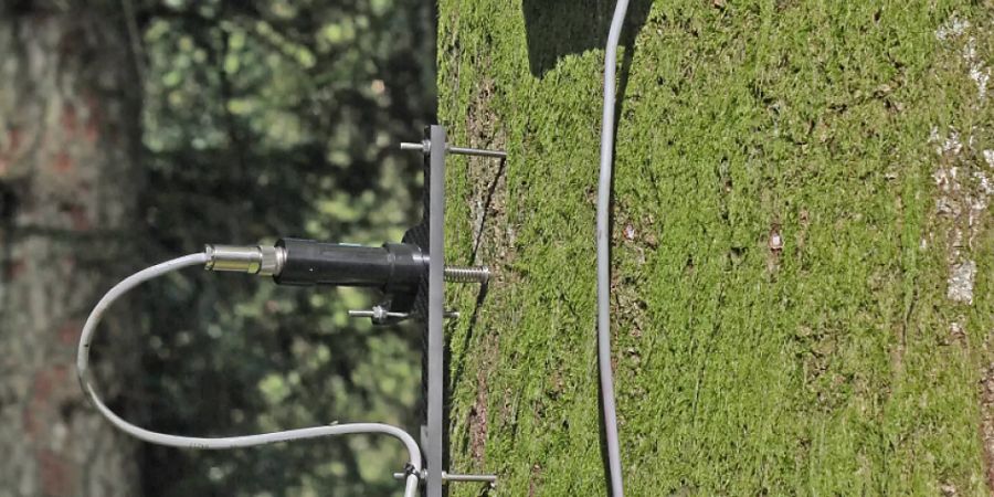 Mit Dendrometermessungen haben die Forschenden die Schwankungen der Stammdicke im Mikrometer-Bereich erfasst.