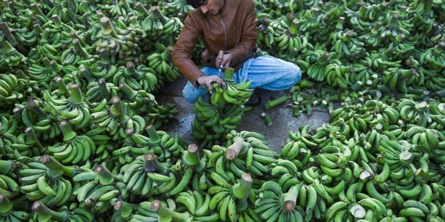 Bananenhändler auf einem Grossmarkt in Karachi