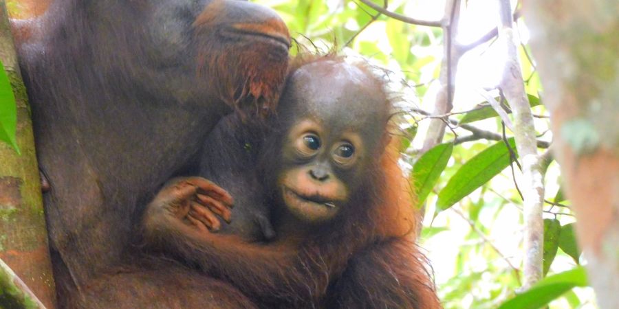 Orang-Utan Ajeng und ihr Baby im Auswilderungswald Kehje Sewen auf Borneo.