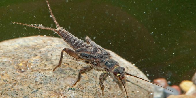 Die Artenzahlen von Insekten, die wie die Steinfliege Nemoura flexuosa empfindlich auf Pestizide reagieren, sind stabil geblieben. wasserinsekten