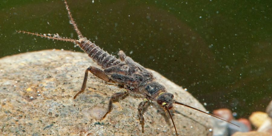 wasserinsekten