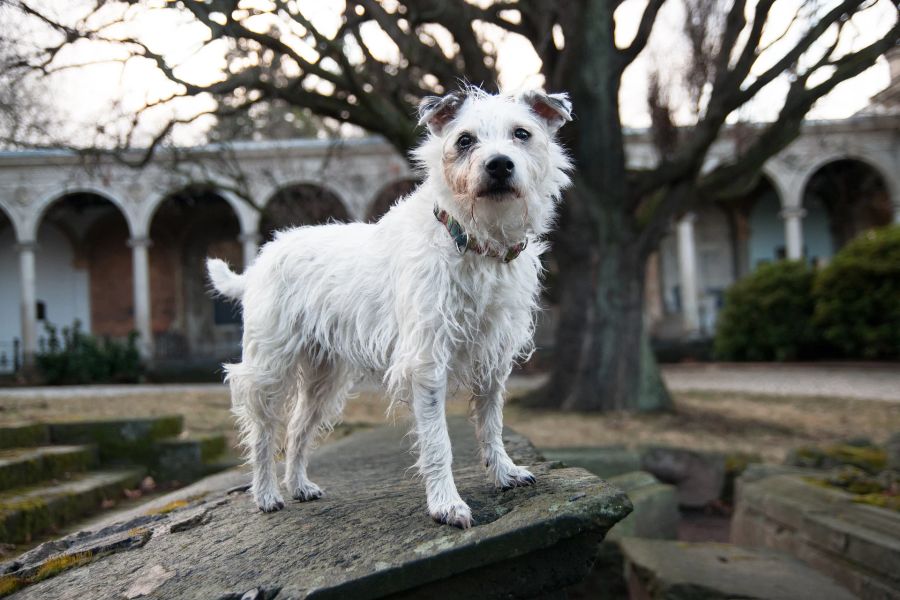 Hund Terrier Park Steine