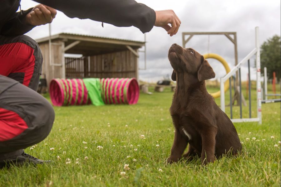 Hund Hundeschule Trainer