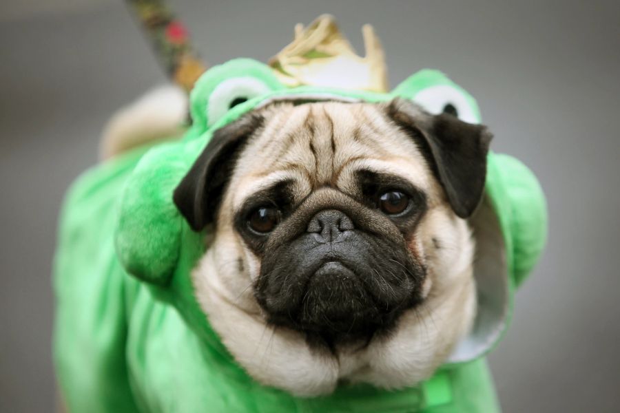 Hund Mops Verkleidung Frosch grün