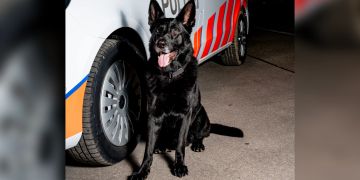 Aargauer Polizeihund «Kantos»