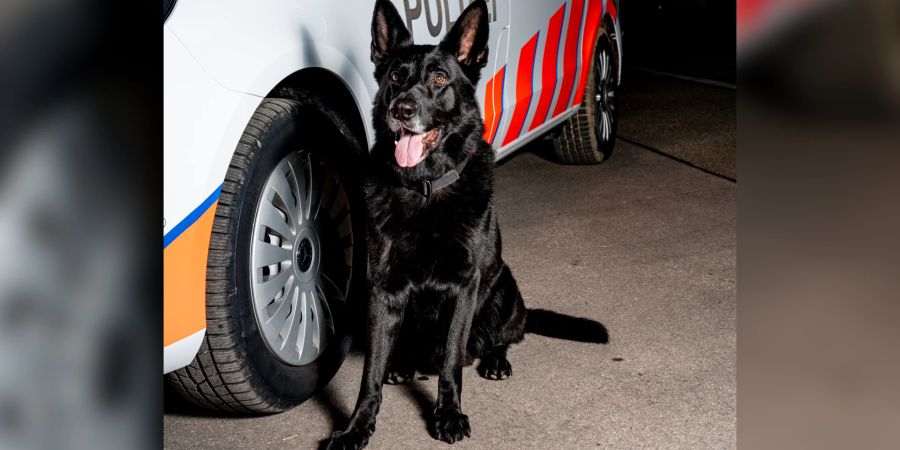 Aargauer Polizeihund «Kantos»