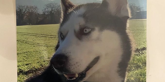 Der Husky verbringt die Nächte in einer geschützten, aber unverschlossenen Hundeboxe im umzäunten Garten. Husky