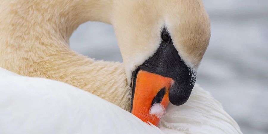 Ein Schwan ist am Wochenende bei Nidau von einem Projektil aus einer Armbrust schwer verletzt worden. (Symbolbild)