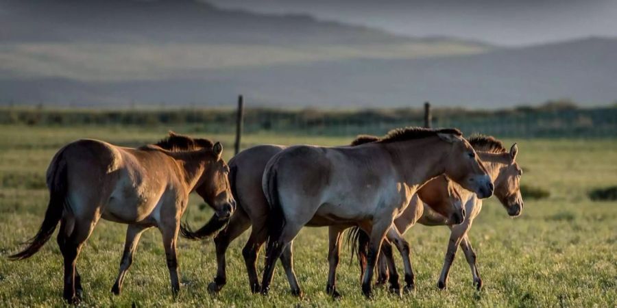 Przewalski-Pferde sind keine Wildpferde.