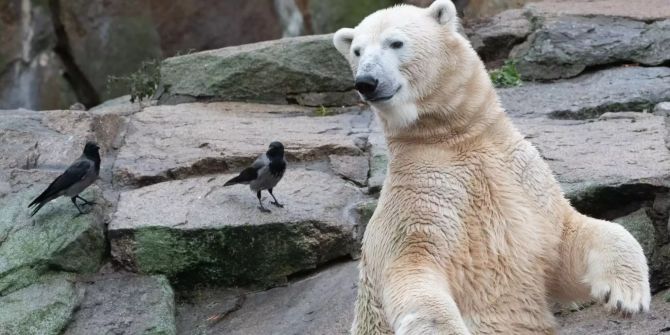 Zwei Nebelkrähen und Eisbär Wolodja im Zoo.