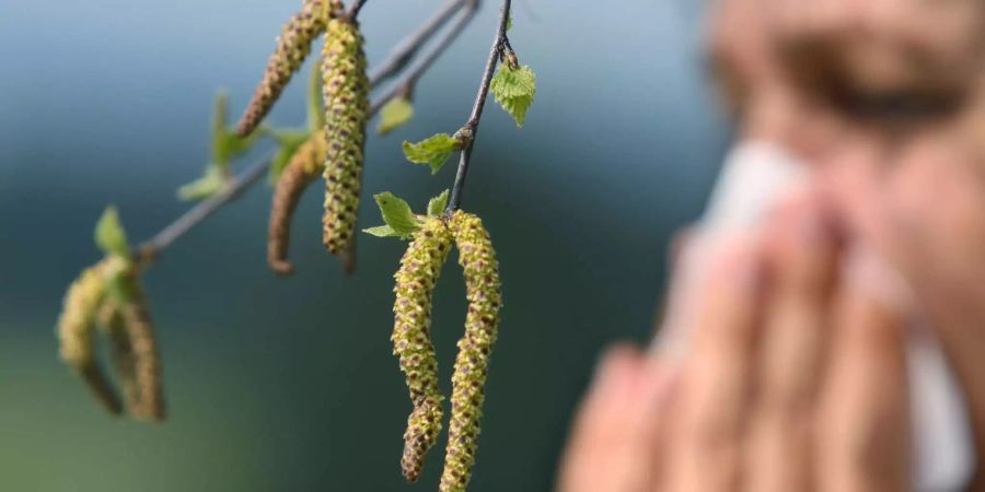 Böen wirbeln auch Birken- und Eschenpollen auf.