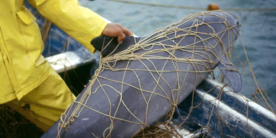 Ein Vaquita, ein Kalifornischer Schweinswal, im Netz eines Fischers. Dem kleinsten Schweinswal der Welt droht nach Zählungen des Naturschutzverbands WWF die Ausrottung.