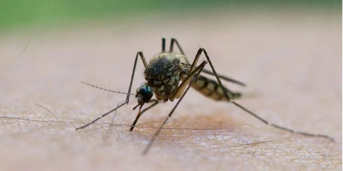 Ein Stich der weiblichen Anopheles-Mücke reicht aus, um den Malaria-Parasiten auf den Menschen zu übertragen. malaria