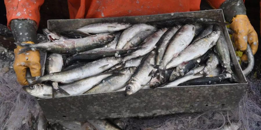 Ostsee-Heringe liegen in einer Fisch-Kiste eines Fischers.