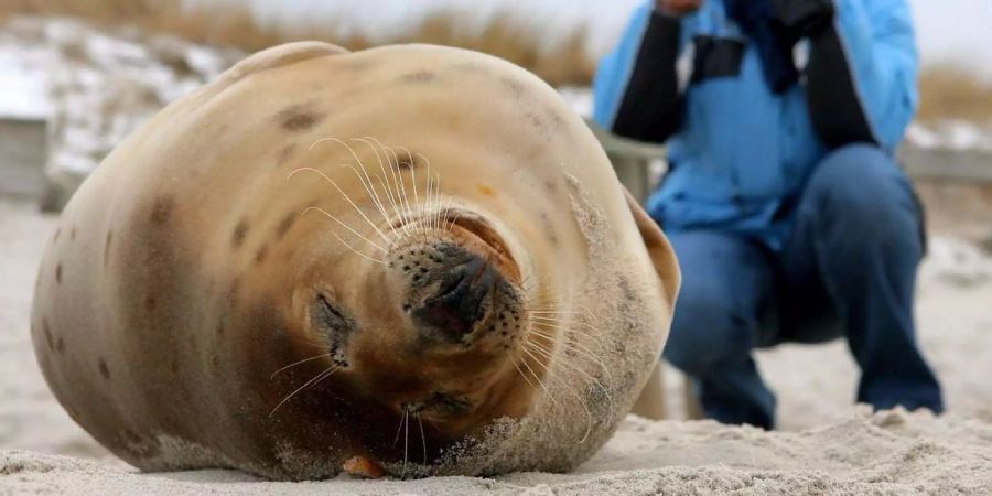 Ein Erdbeben in Neuseeland hat die Robben zum Umzug gezwungen.