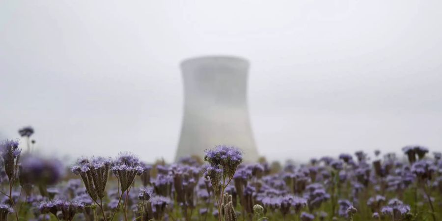 Wiesenblumen stehen im Vordergrund des Kühlturms des Kernkraftwerks Leibstadt.