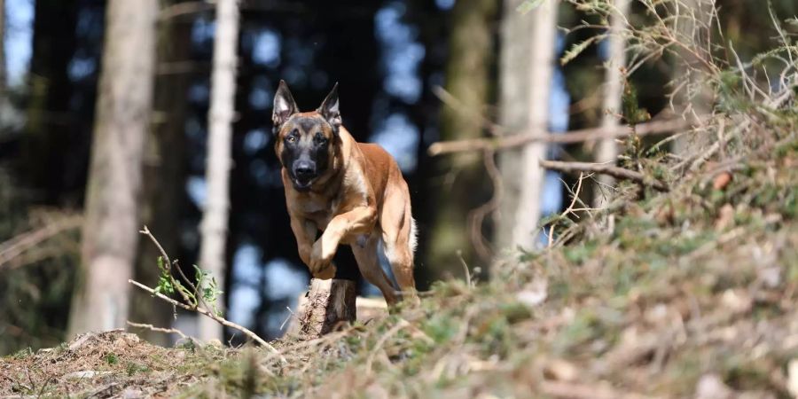 Polizeihund «Ike» .