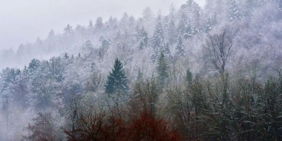 Im bernischen Gürbetal ist eine grosse Fläche von Schutzwald ins Rutschen gekommen. (Symbolbild)