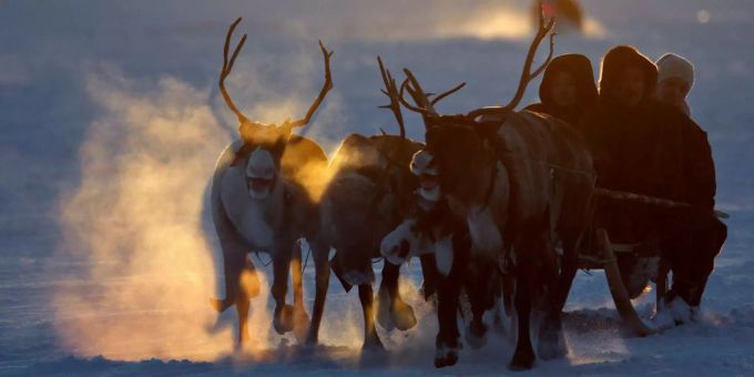 Wilderei - Zahl der Rentiere in Russland halbiert