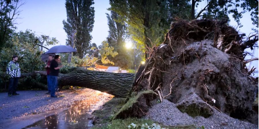 Ein entwurzelter Baum stürzte am Freitagabend auf ein Auto in Ungarn (Symbolbild).