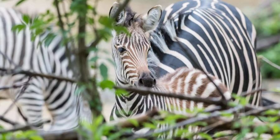 In der Nacht zum 4. Juni wurde das Zebra-Junge geboren.