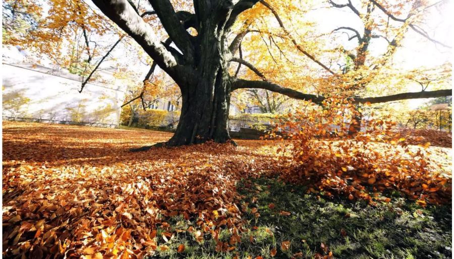 Der Herbstsaison kommt für den Schweizer Tourismus vermehrt eine stabilisierende Wirkung zu.