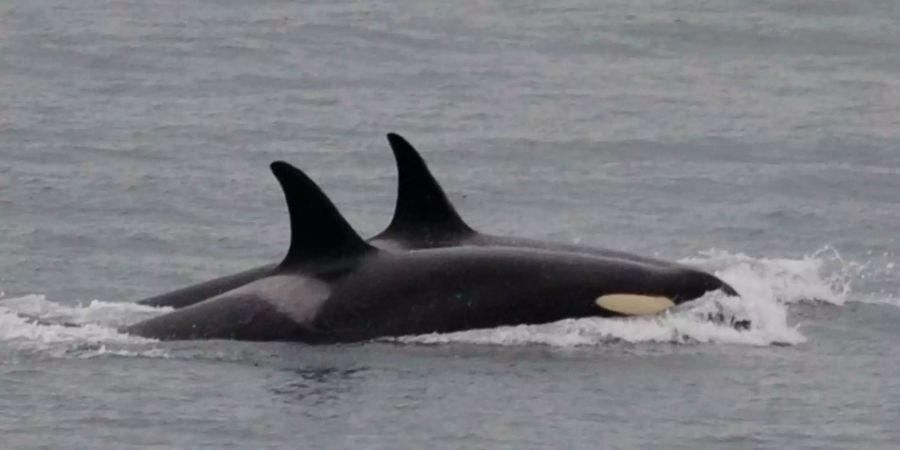 Dieses vom Center for Whale Research in Friday Harbor (US) zur Verfügung gestellte Foto zeigt den Orca namens J-35 (vorne) beim Schwimmen mit Artgenossen. Die Orca-Mutter hat sich nach 17 Tage von ihrem toten Nachwuchs getrennt.