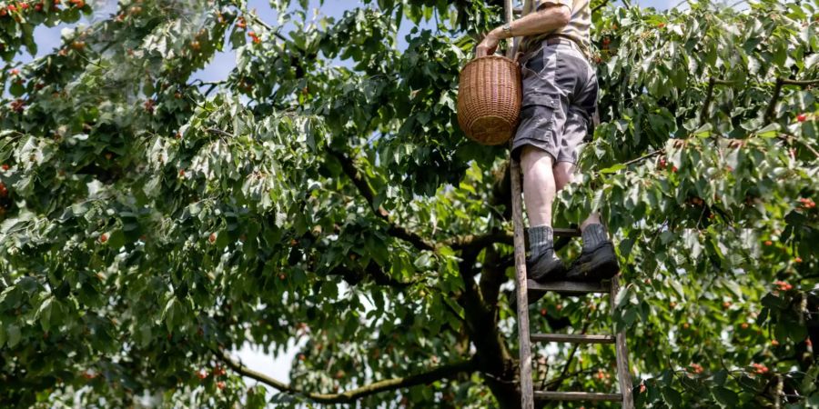 Die Kirschen-Ernter haben in diesem Jahr besonders viel zu tun.