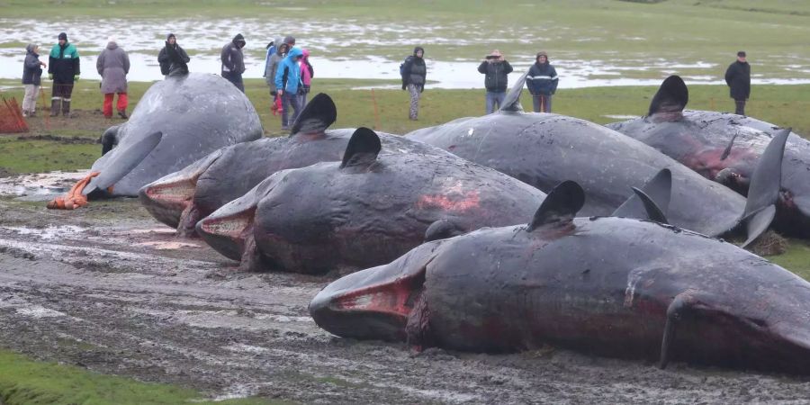 Tote Pottwale liegen am Wattenmeer vor dem Kaiser-Wilhelm-Koog.