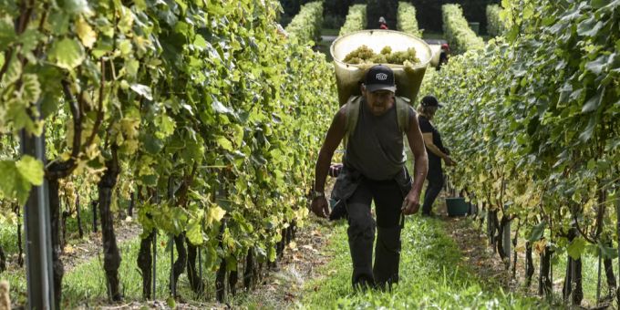 Arbeiter bei der Weinernte (Symbolbild). Wein Luzern 2020