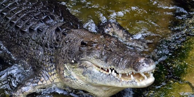 «Genau wie Dundee» - Australier wehrt Krokodil mit Gürtelmesser ab