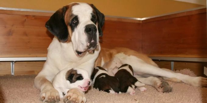 Die Mutter Patsch und ihre drei Welpen aus der Fondation Barry du Grand-St-Bernard. Fondation Barry du Grand-St-Bernard