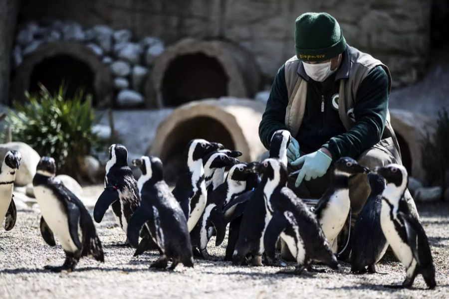 Zoo Coronavirus Schweiz