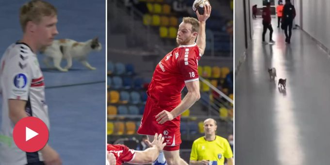 Zuschauer verboten! - Katzen haben an der Handball-WM freien Zutritt