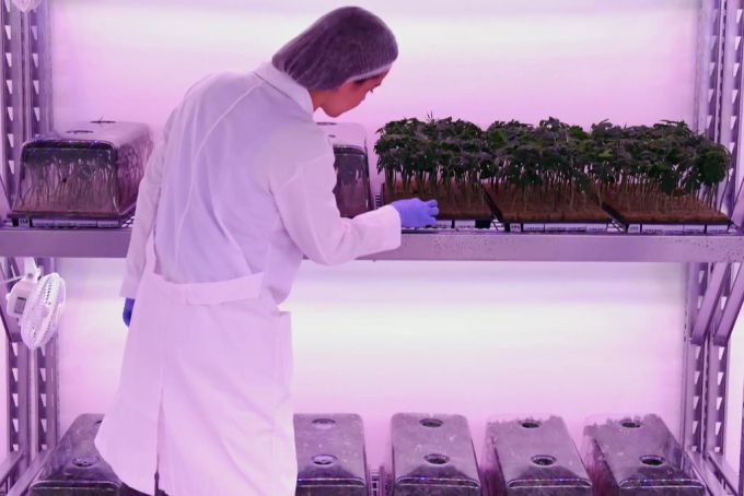Cannabis zu medizinischen Zwecken wird weltweit angebaut und verkauft. Hier in Montevideo, Uruguay. Cannabis Medizin