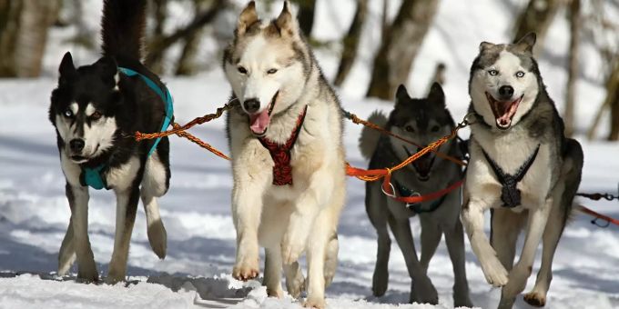 Der Tourismuszweig der Schlittenhunde in Finnland ist wegen der Corona-Pandemie stark bedroht. Coronavirus