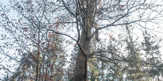 Die Stadt Uster fördert Biotopbäume im Wald