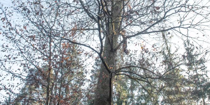 Die Stadt Uster fördert Biotopbäume im Wald. Die Stadt Uster fördert Biotopbäume im Wald