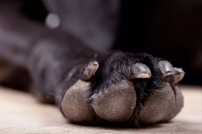 Es ist wichtig, die Pfotenballen geschmeidig zu halten. Hundepfote.