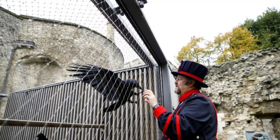 Rabenmeister Chris Skaife im Londoner Tower