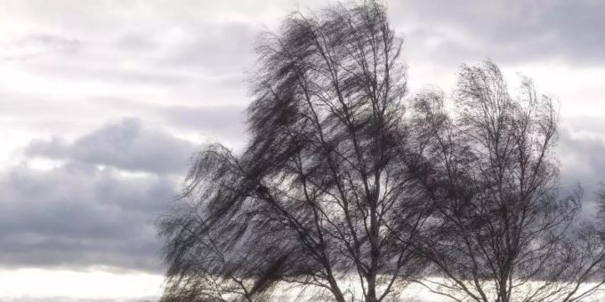 Der Wind weht durch kahle Birken. föhnsturm hermine