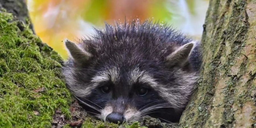 Von einem Gartenbaum aus inspiziert ein junger Waschbär in Brandenburg seine Umgebung. Foto: Patrick Pleul/dpa-Zentralbild/dpa