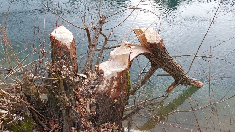 Der Biber kann durch Abnagen sogar grosse Bäume fällen, wie hier an der Berner Aare Anfang März.