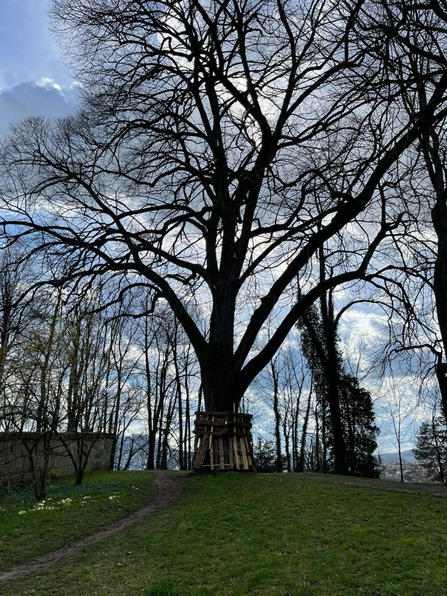 baum rosengarten bern