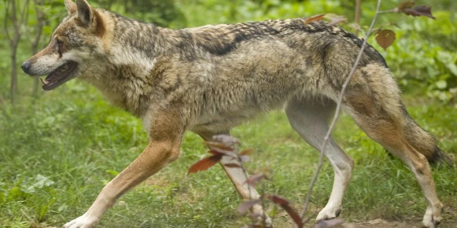 Den falschen Wolf erwischt: Einer der beiden im März von der Waadtländer Wildhut erlegten Wölfe gehörte nicht dem Marchairuz-Rudel an. (Symbolbild)