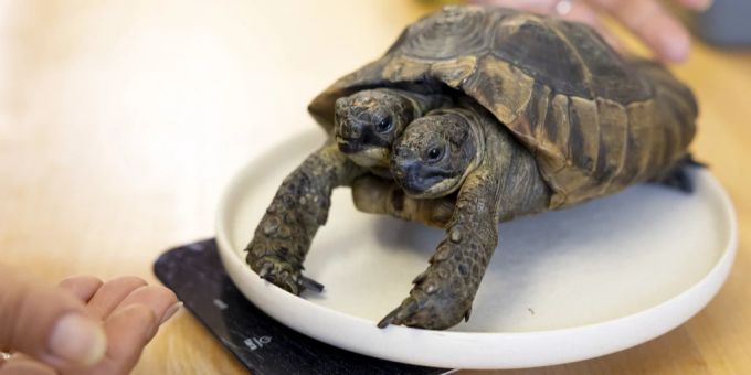 Die zweiköpfige Schildkröte «Janus» wurde am Freitag 25 Jahre alt. Janus