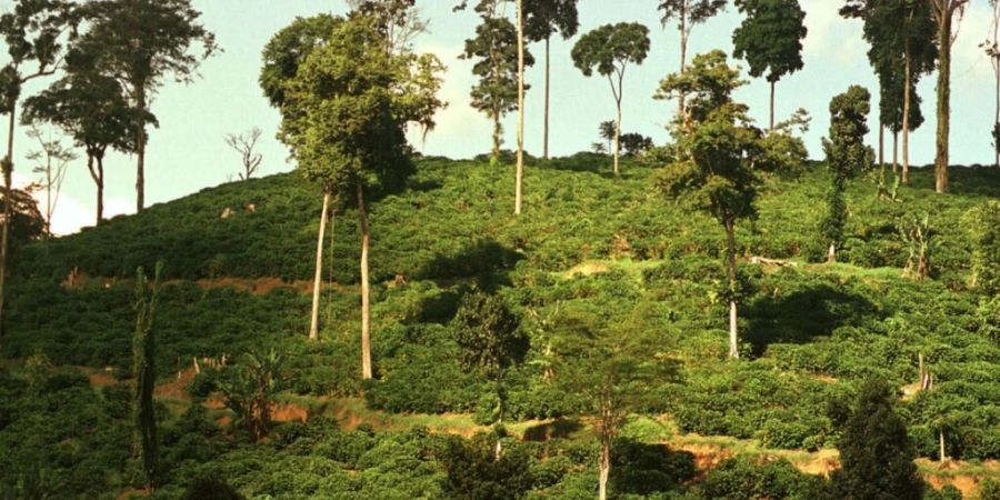 Indigene in Brasilien fordern, dass die EU ihre Gesetze für die Einfuhr von Holz verschärft. (Archivbild)